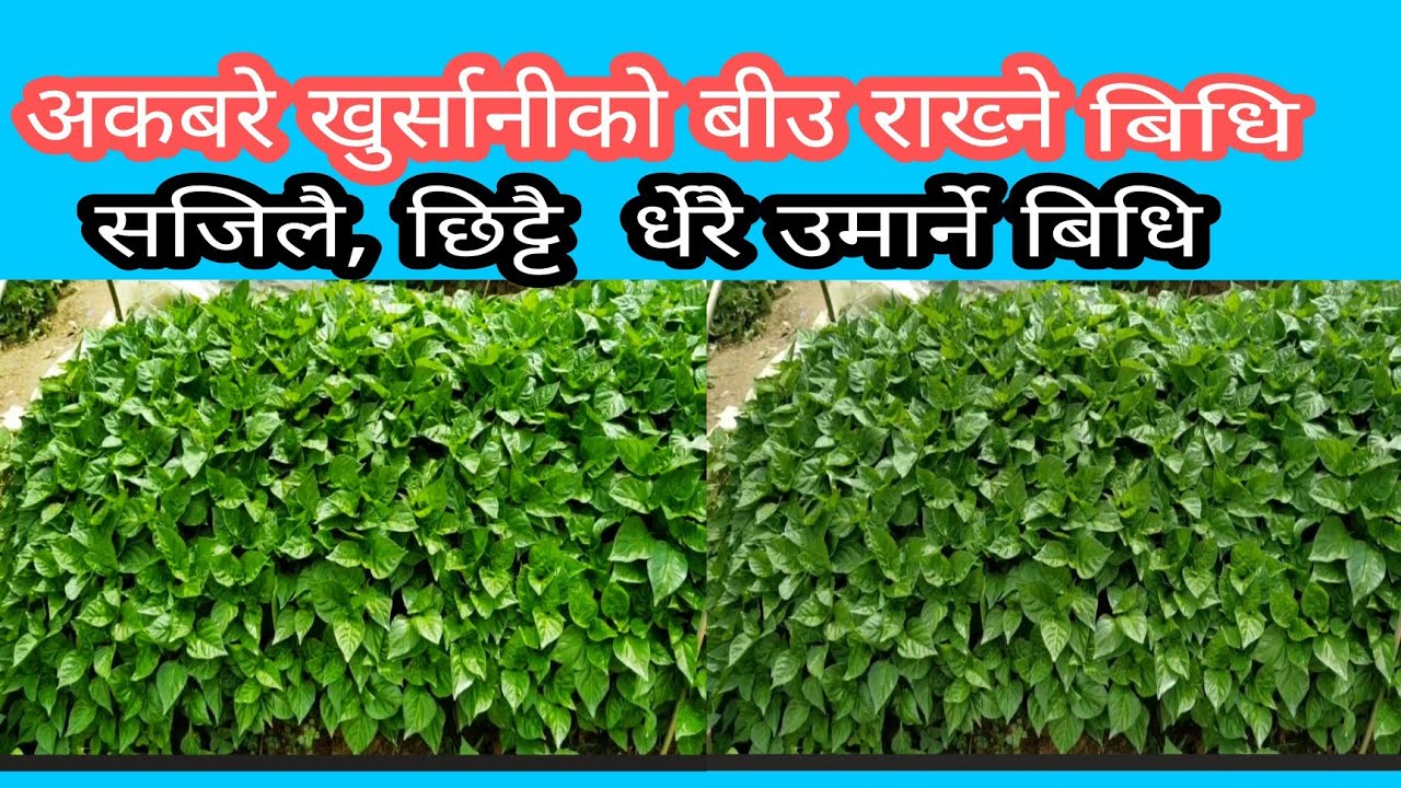 अकबरे खुर्सानीको बीउ कसरी राख्ने? कसरी धेरै र सजिलै उमार्ने ? सम्पुर्ण  जानकारि#अकबरे #krishi