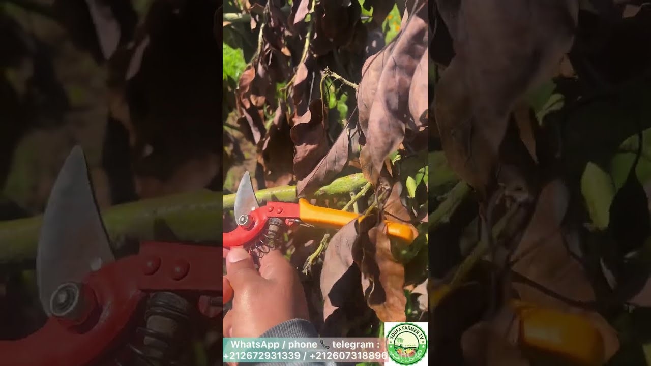 Avocado fertilizing in February تسميد الافوكادو خلال شهر فبراير 