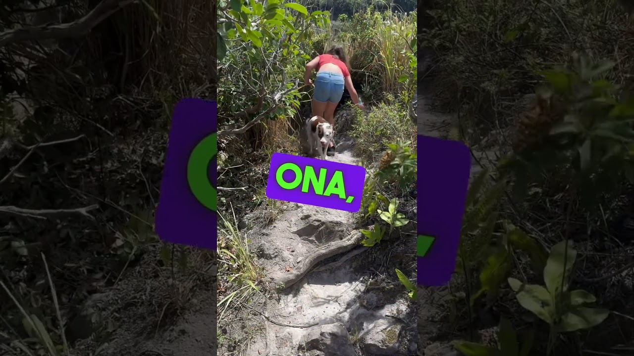 Maui Adventure: Off-Leash Hike and On-Board Dog Training Program #adventurewithdogs #dogs #maui