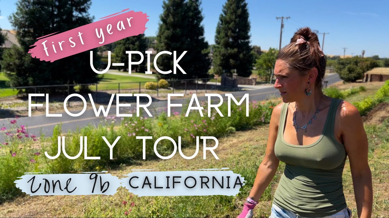 Июльский тур на цветочную ферму U-Pick: ПЕРВЫЙ ГОД #zone9b #flowerfarm #upick #california