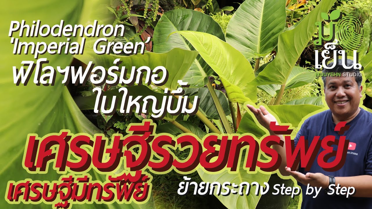 เศรษฐีรวยทรัพย์ ฟิโลเด็นดรอนฟอร์มกอ ใบใหญ่บึ้ม เหมาะกับคนชอบเขียวขจี Philodendron 'Imperial Green’