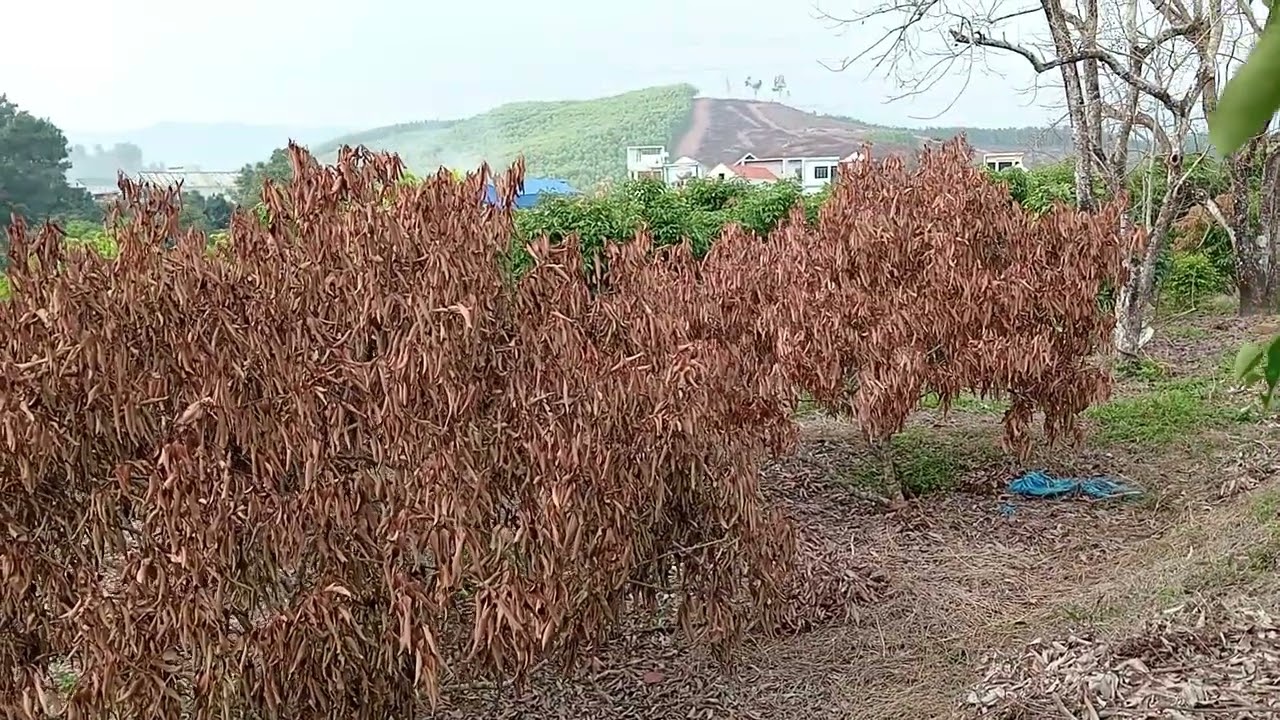 Vải thiều vải thanh hà nhà anh Lợi đã ra hoa 