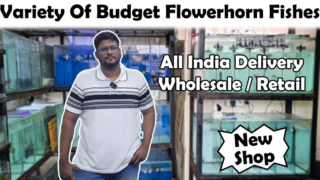 Discover the Best Flowerhorn Fish Deals with All India Delivery😀