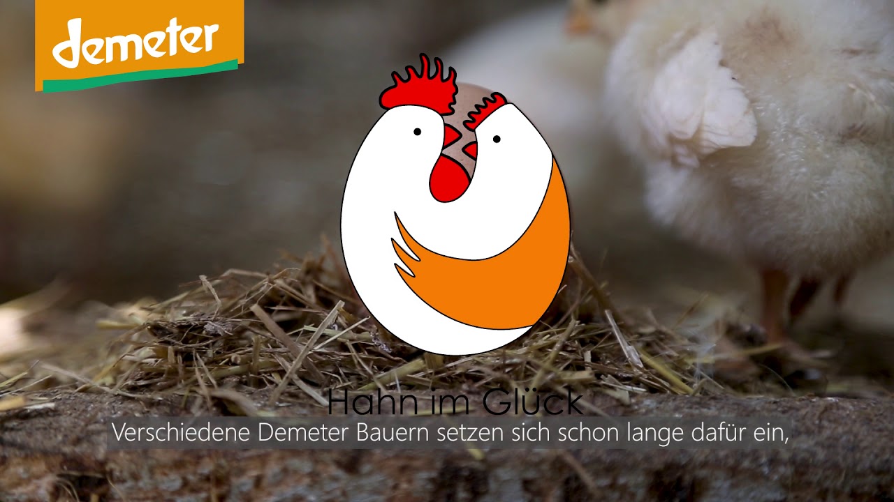 Hahn im Gl&uuml;ck