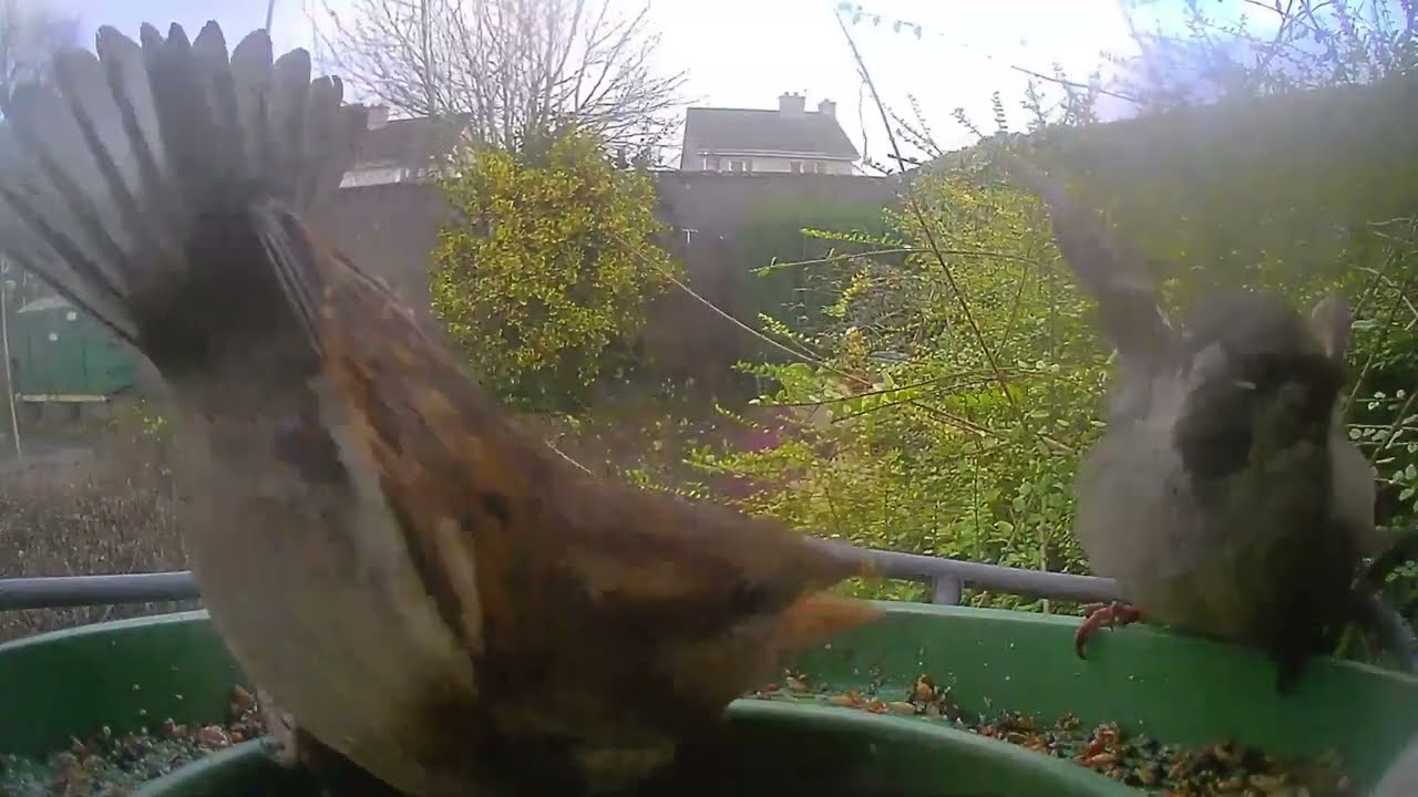 Backyard Birdwatching – Daily Visitors Caught on Camera