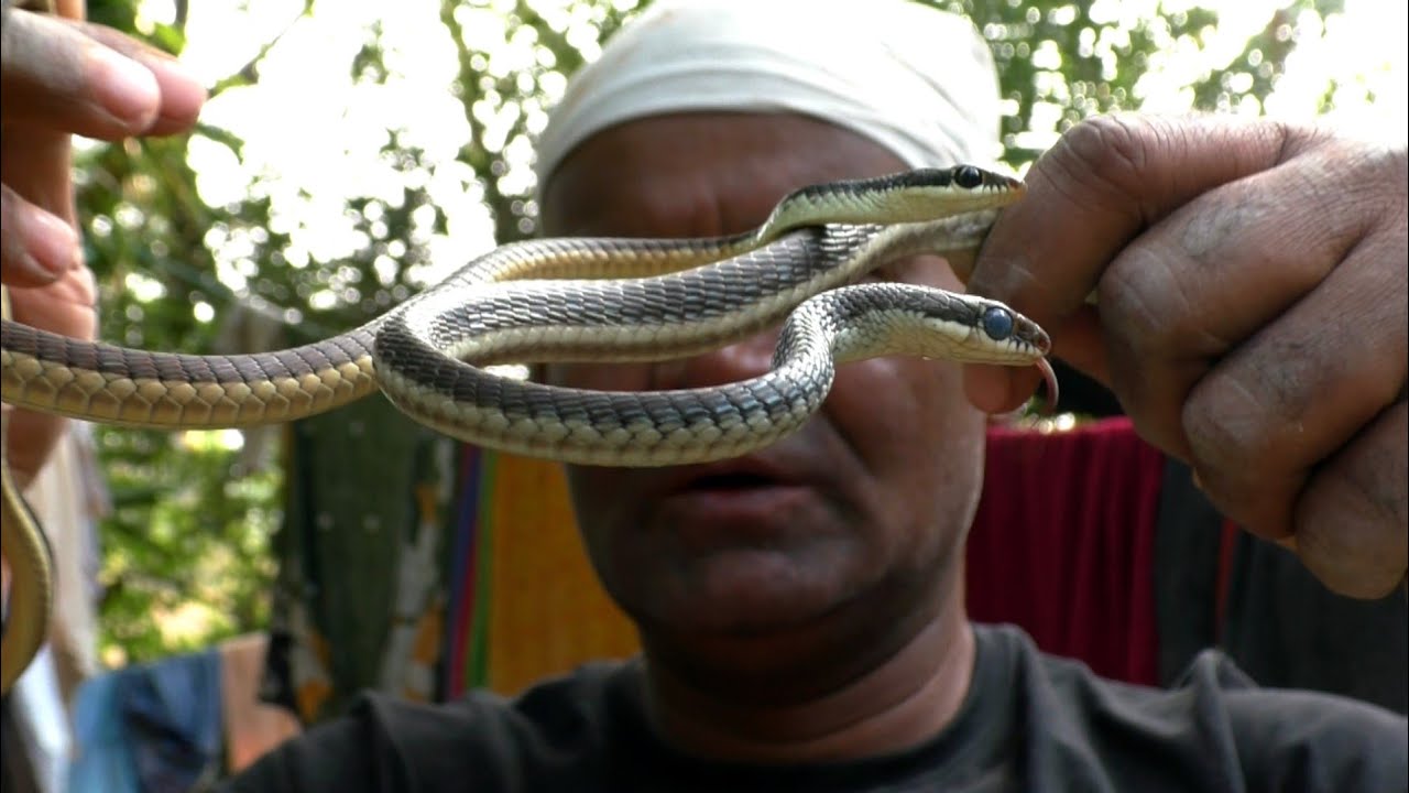 Common Bronzeback Tree Snake Rescue In Jalanga, Kaupur, Bhadrak, Odisha