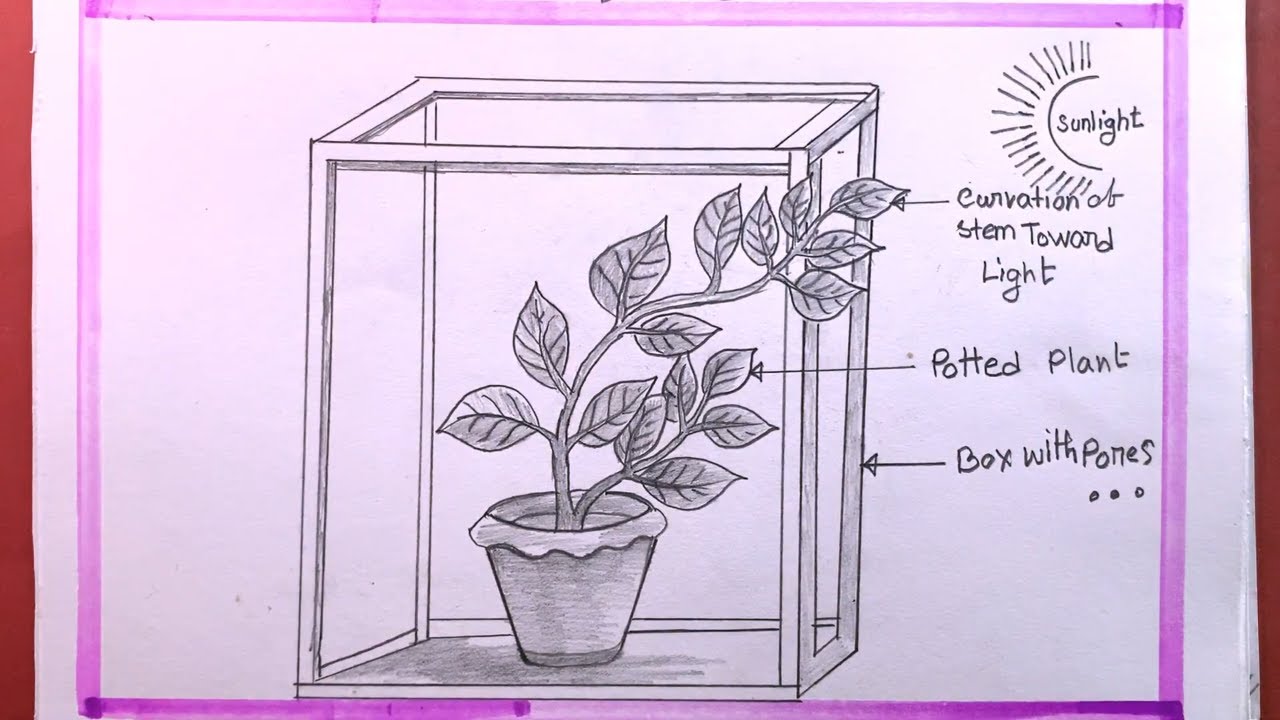 How To Draw Photoperiodism Experiment Of Plant (speed)