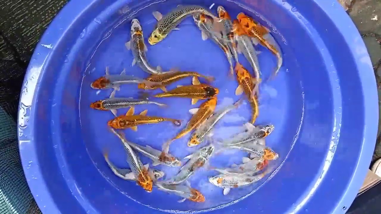 IKAN KOI JENIS KUJAKU ORIGINAL SIZE 15-17 CM