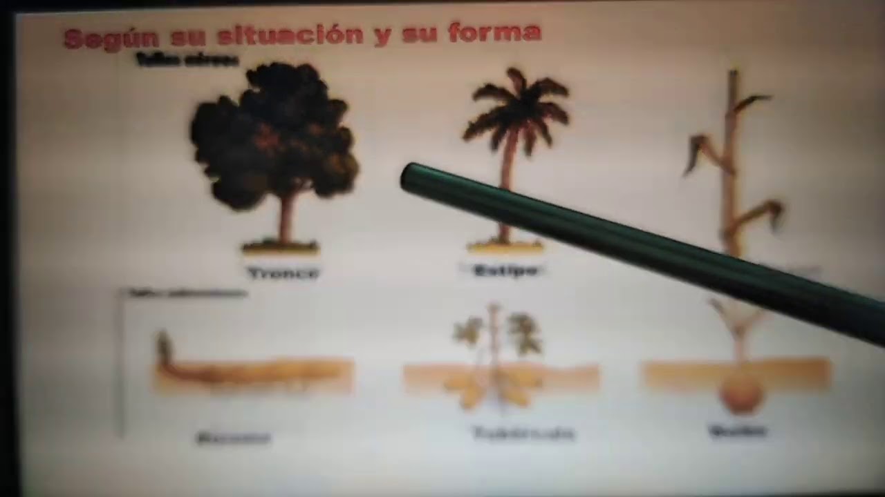 ORGANOGRAFIA VEGETAL : EL TALLO