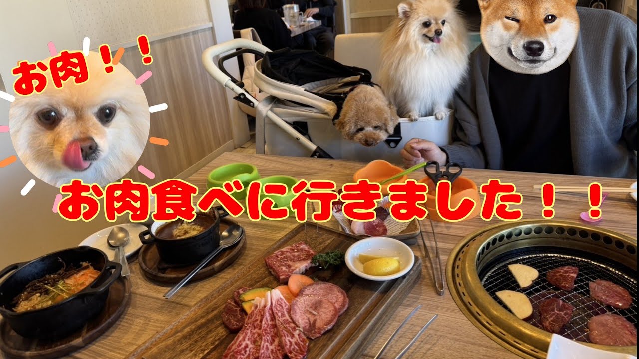 家族で焼き肉を食べに行くポメラニアンゆきみ