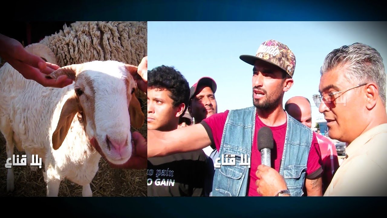 علوش التشاد والنيجر..الأغرب في العالم..دار 4 بلدان ووصل لرحبة الملاسين..نصفه ماعز ونصفه كبش..لن تصدق