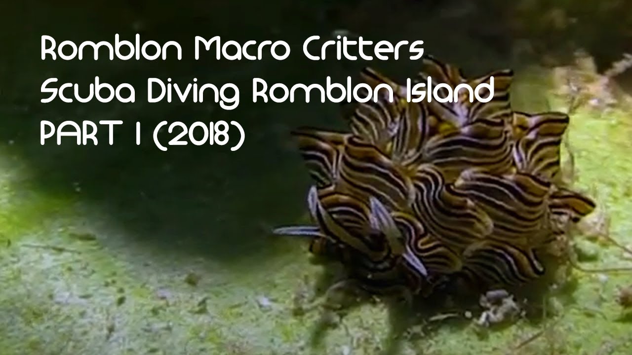 Romblon Macro Critters - Scuba Diving Romblon Island PART 1 (2018)