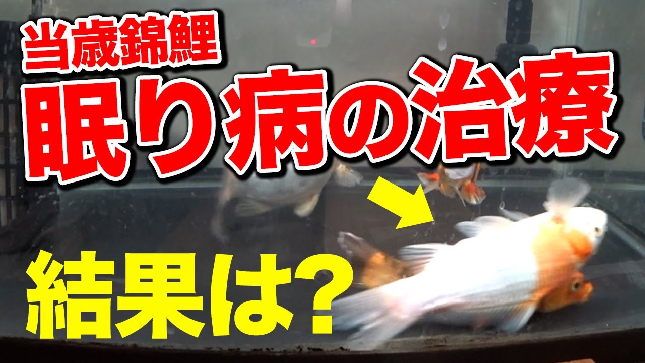 【当歳錦鯉】眠り病！？治療してみたけどどうなったのか？