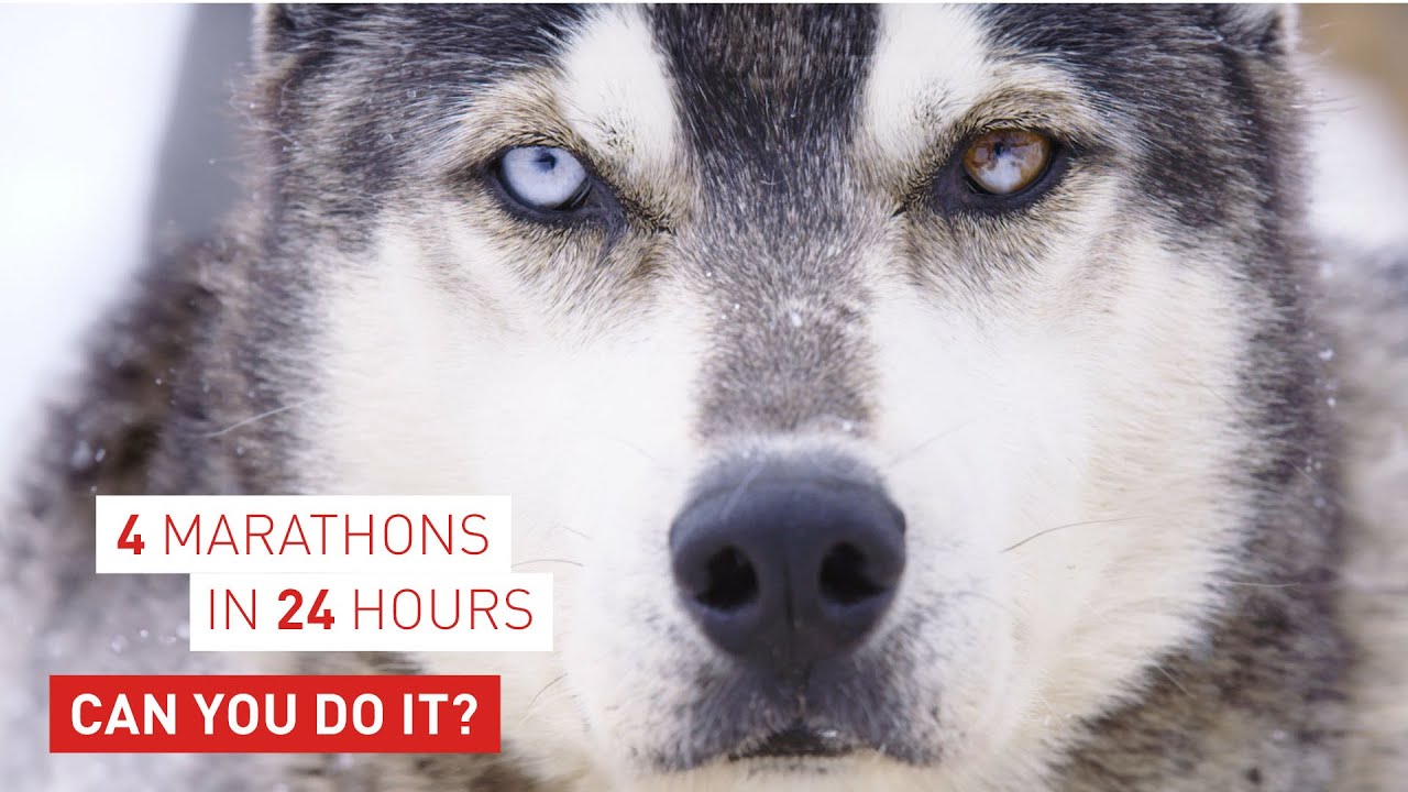Sled dogs have unique needs, that’s why professionals trust Royal Canin