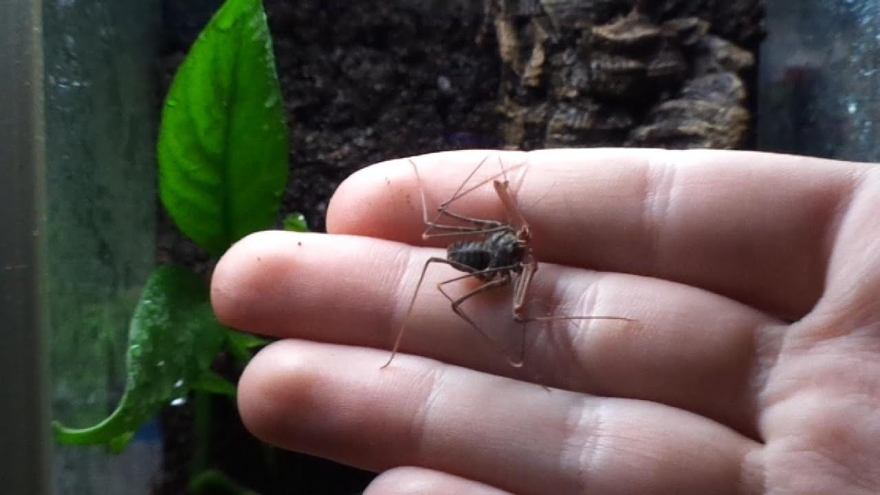 Proces tworzenia terrarium dla amblypygi Euphrynichus bacillifer