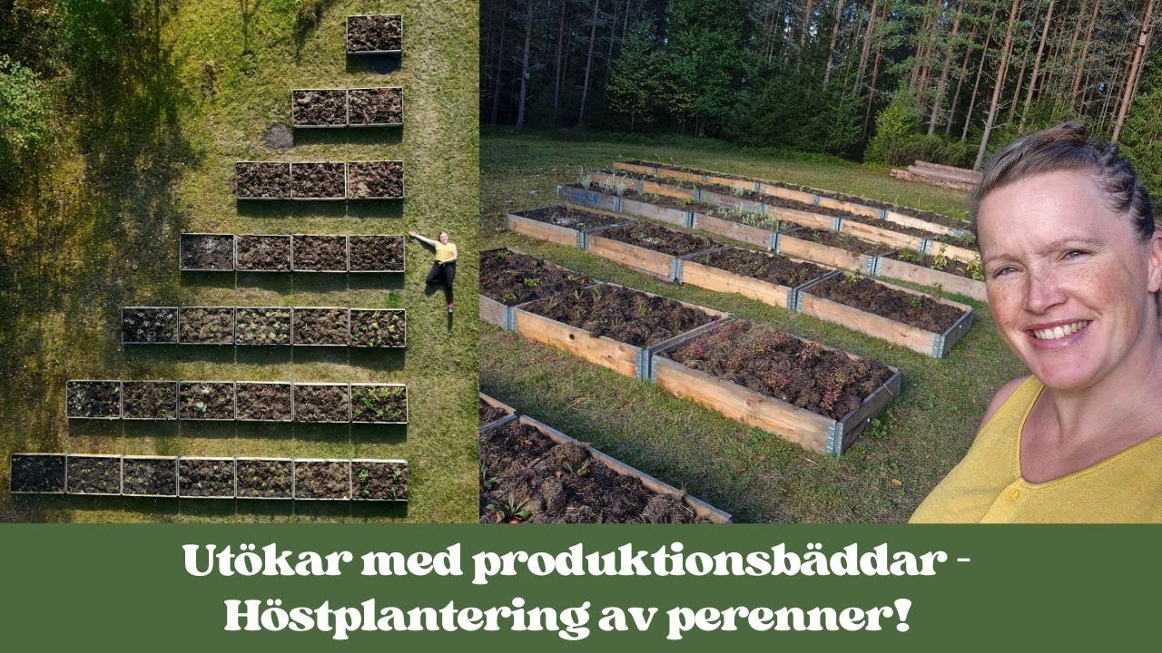 Skapa nya odlingsytor med perenner i trädgården | Så här gör jag produktionsbäddar!