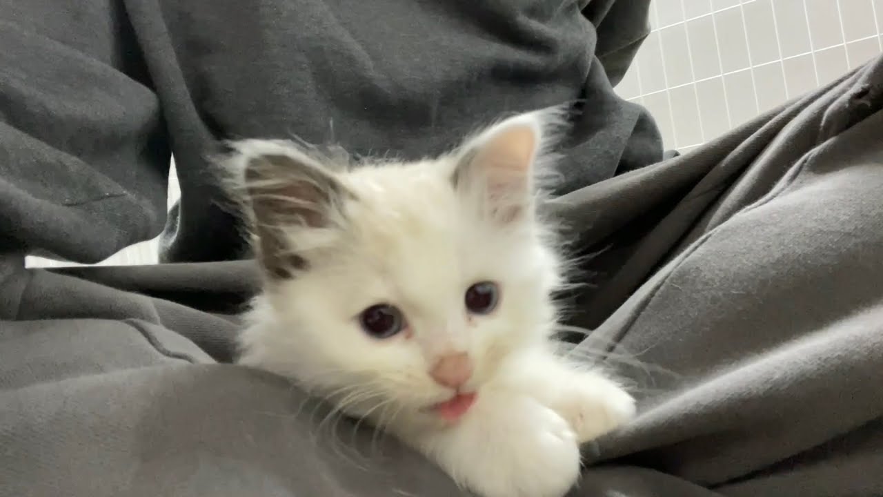 ひな鳥のようにあぐらの中に体を預けて遊ぶ可愛い子猫