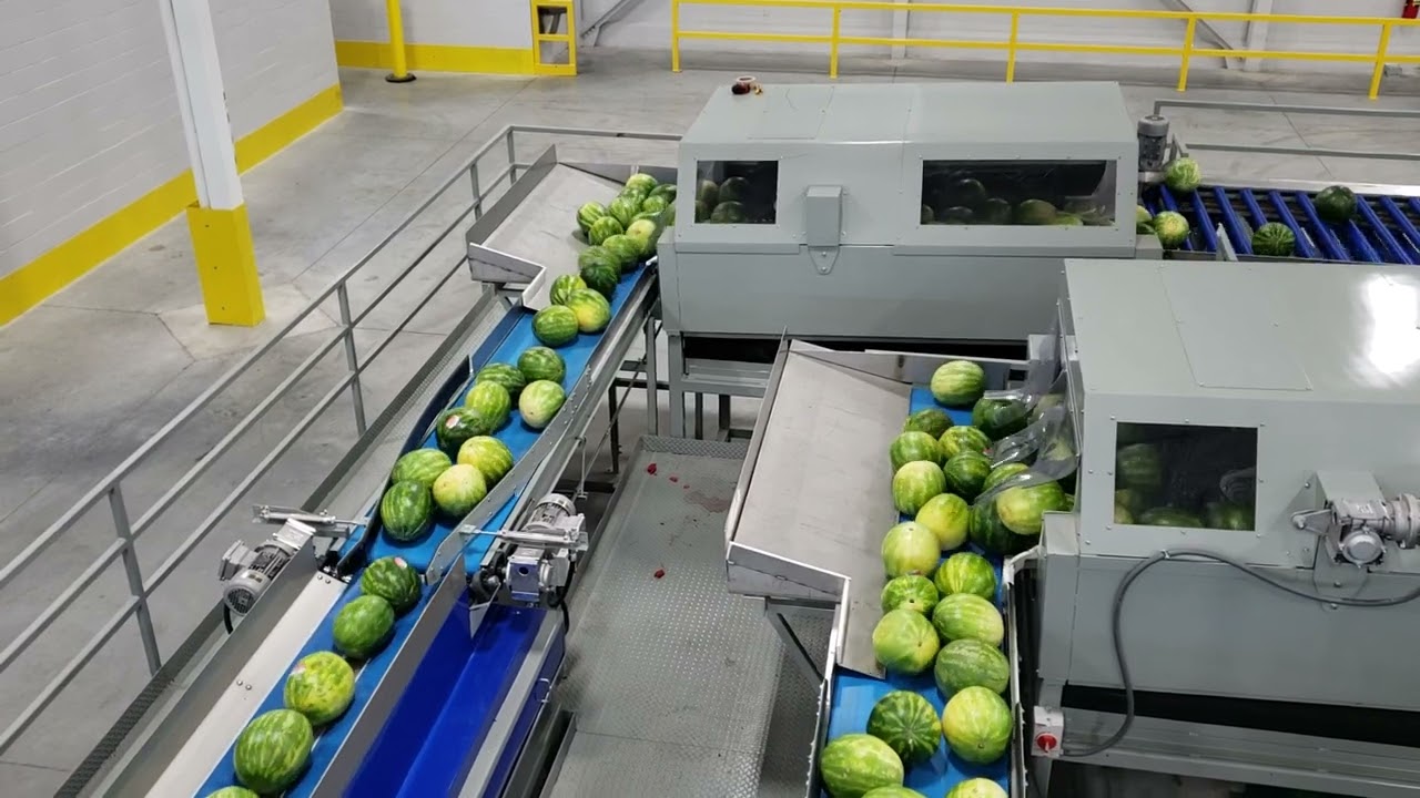 Exeter Engineering Watermelon Sorting