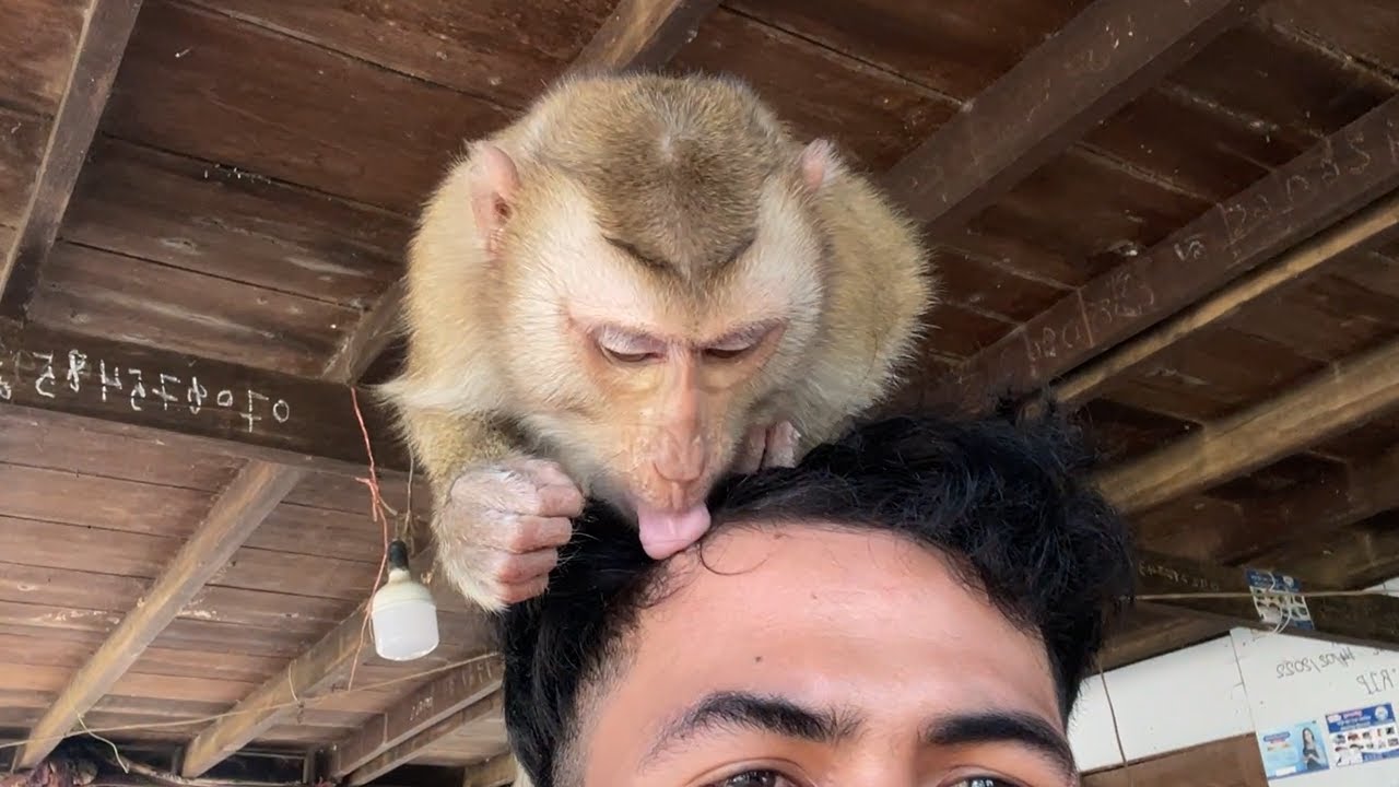 Nice Zueii Using Her Tongue To Grooming And Clear Dandruff