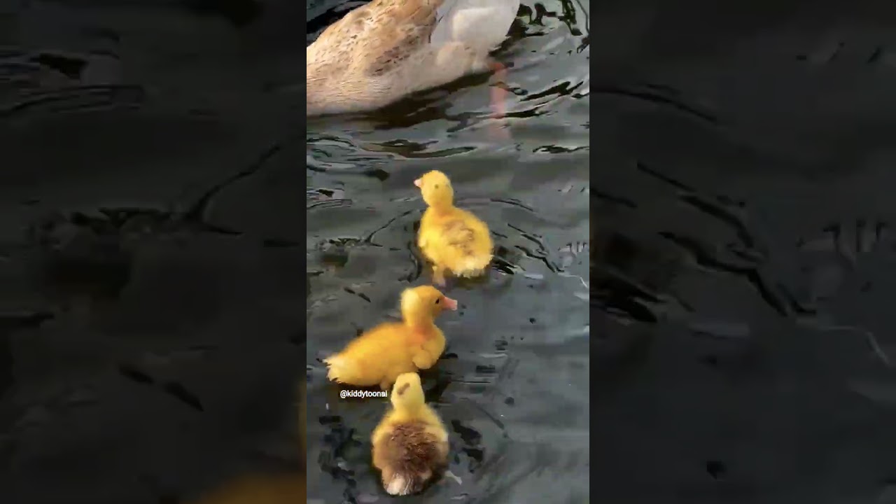 quak quack 