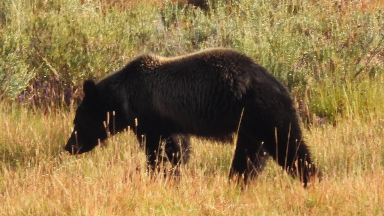 Bears, Wolves and Geysers in Yellowstone