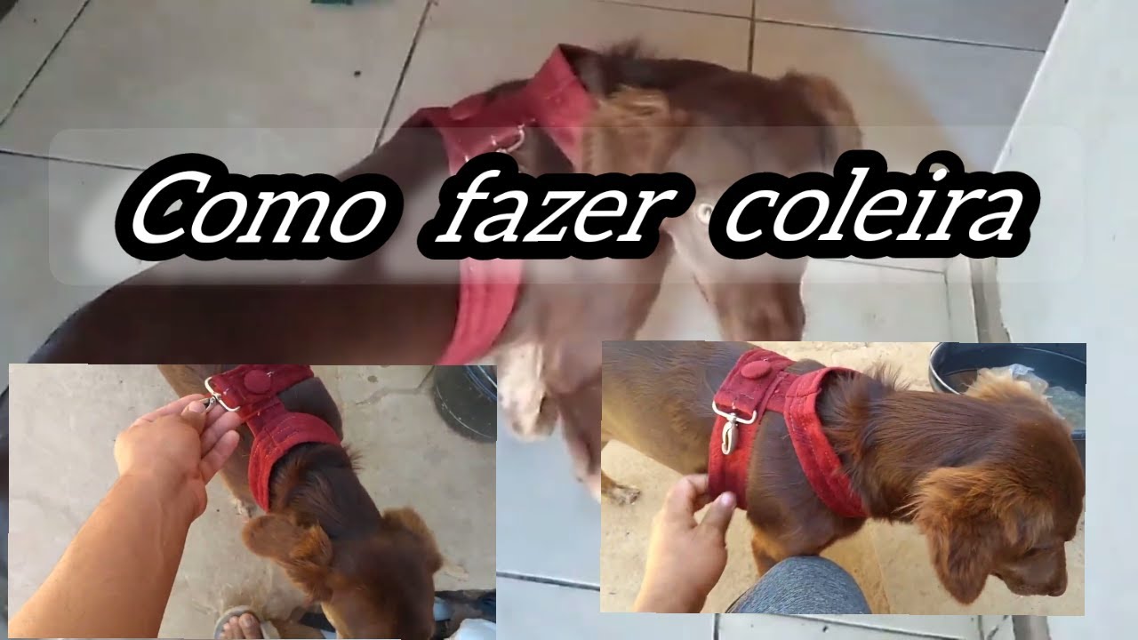 como fazer uma coleira (peitoral) para 🐕 cachorro, pequeno e grande porte