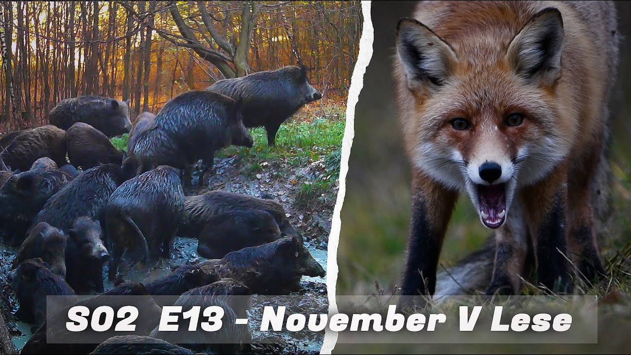 ZA KOPČEKOM S02 E13 - November v Lese