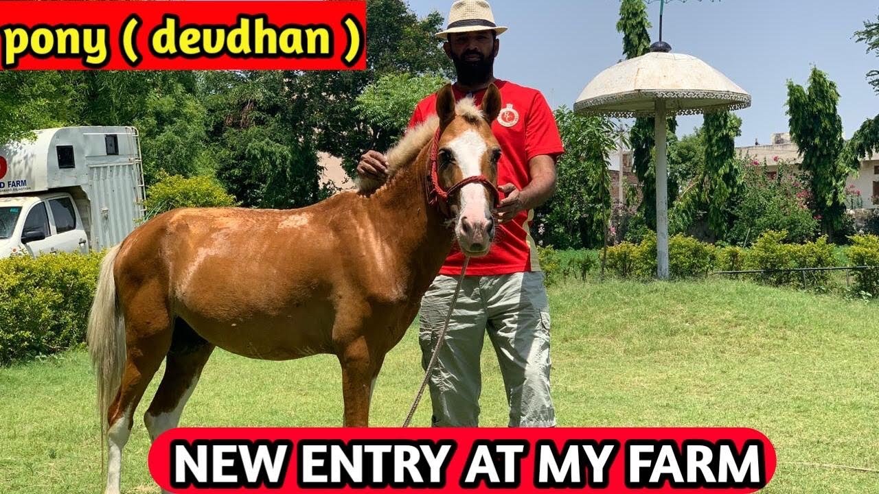 New entry at my farm / pony devdhan