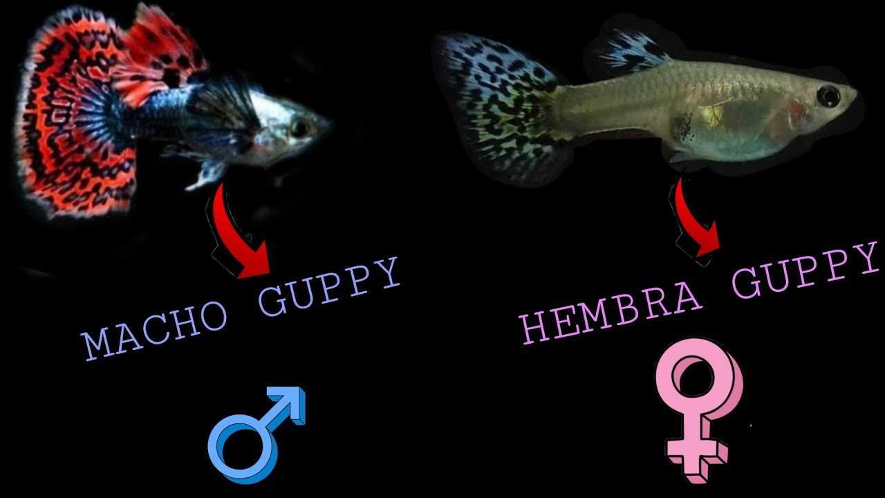 CÓMO SABER SI MI PEZ GUPPY ES MACHO O HEMBRA? 🐟😱🇲🇽 // CRIADERO JDMX