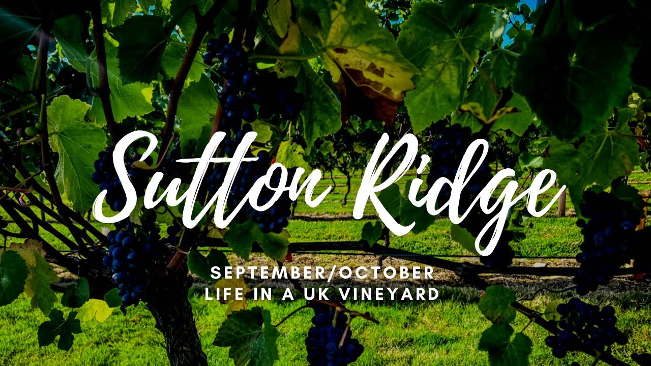 Sutton Ridge Harvest. - Life in a UK Vineyard Hunter Gatherer Cooking HGC