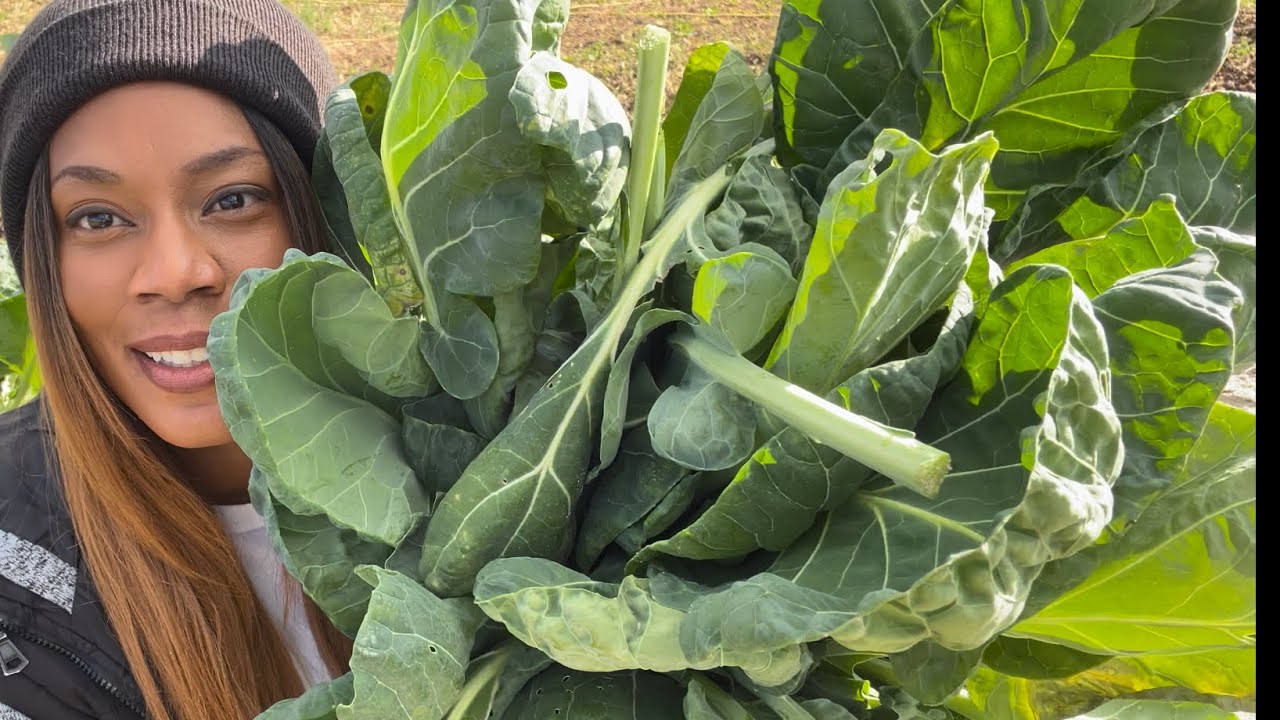 How To Grow Brussel Sprouts In Grow Bags/Container Vegetable Gardening  Beginner Suburban Homestead