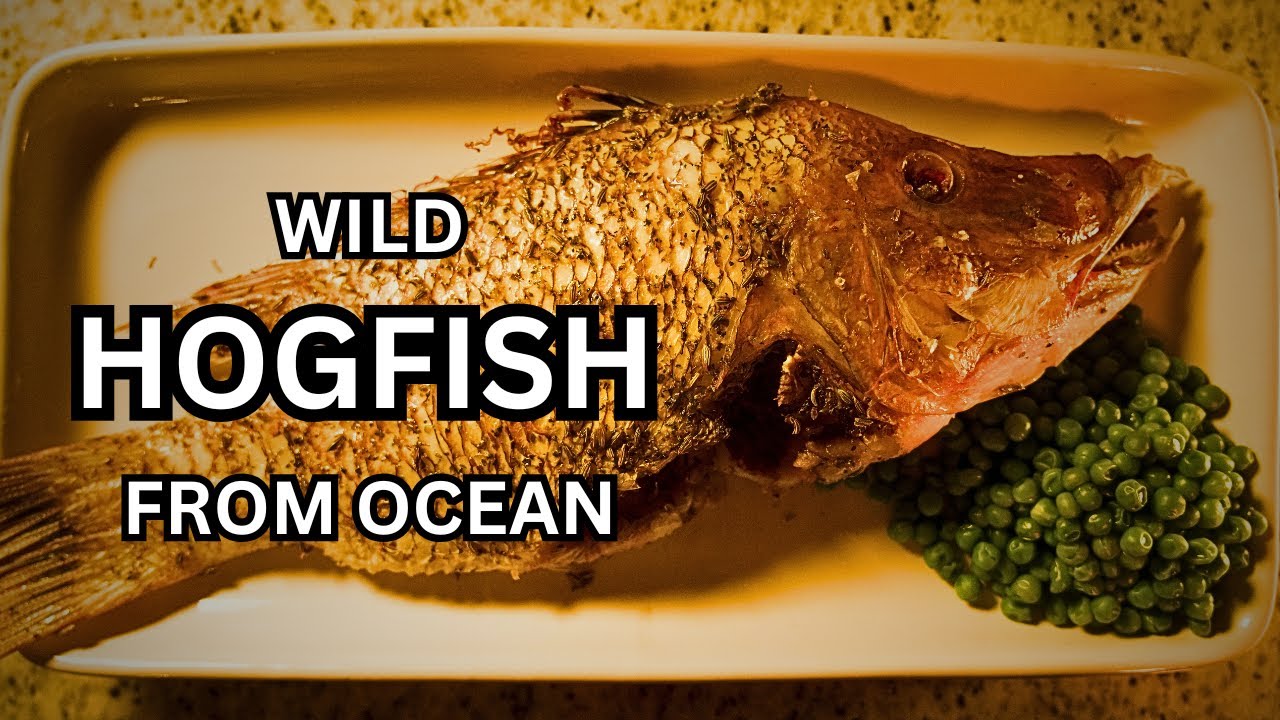 Big Teeth Wild Hogfish — From Ocean to Kitchen