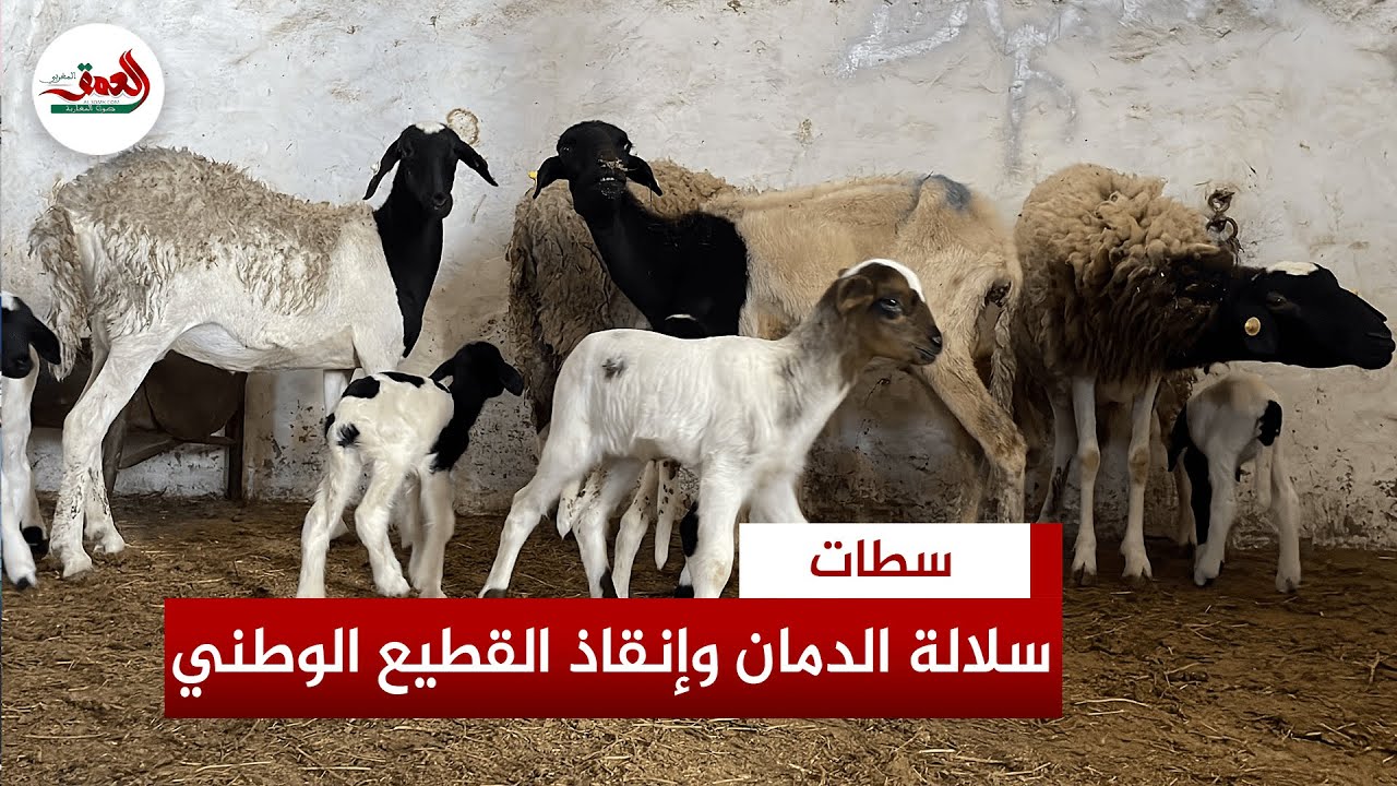 ولودة وتعيش بجميع المناخات..كساب يجد في سلالة الدمان حلا لإنقاذ القطيع الوطني ومواجهة تداعيات الجفاف