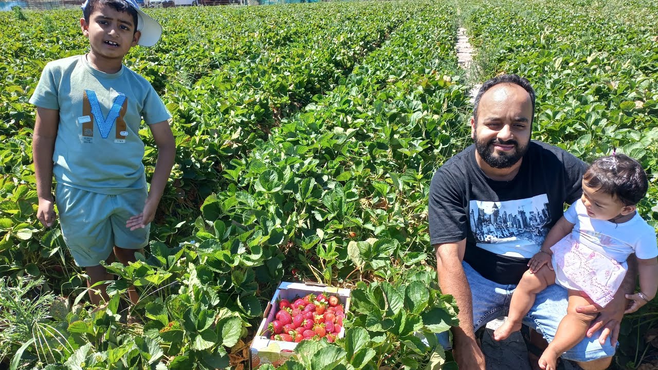 Our 2024 guide to strawberries picking|Best strawberries picking Farm Bullsbrook Western Australia |