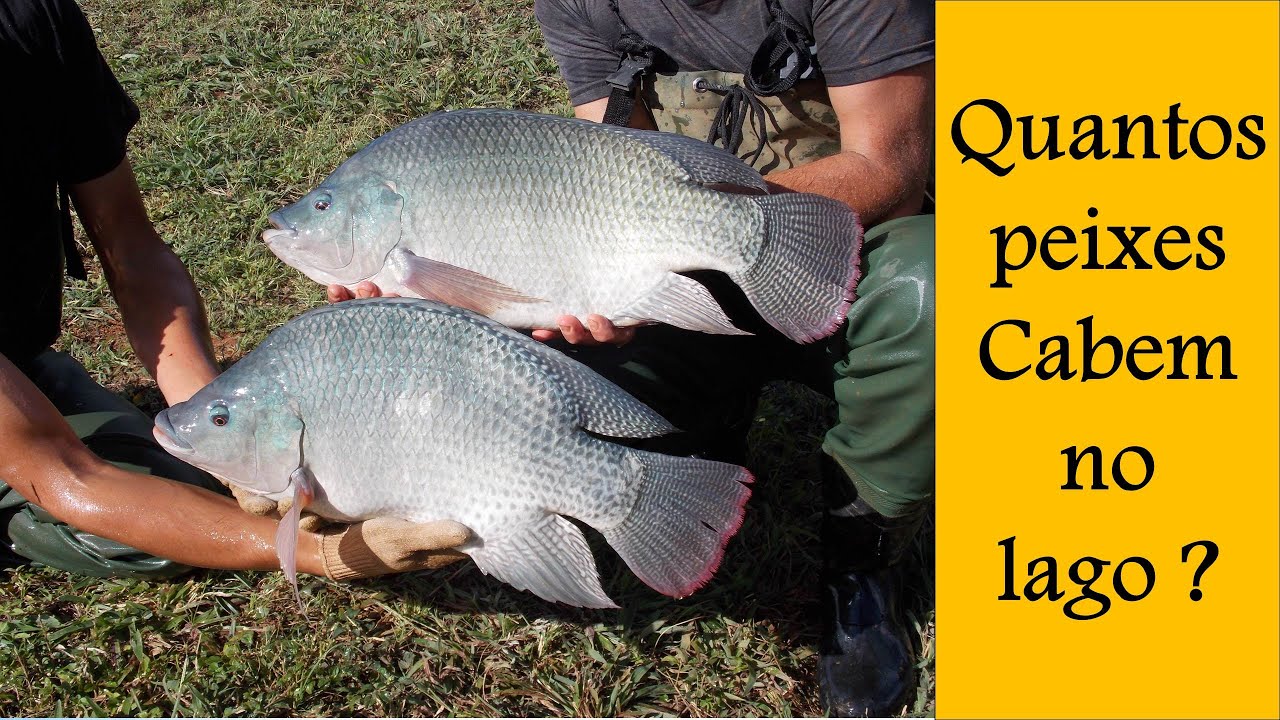 # 40 Quantos peixes cabem em meu lago???