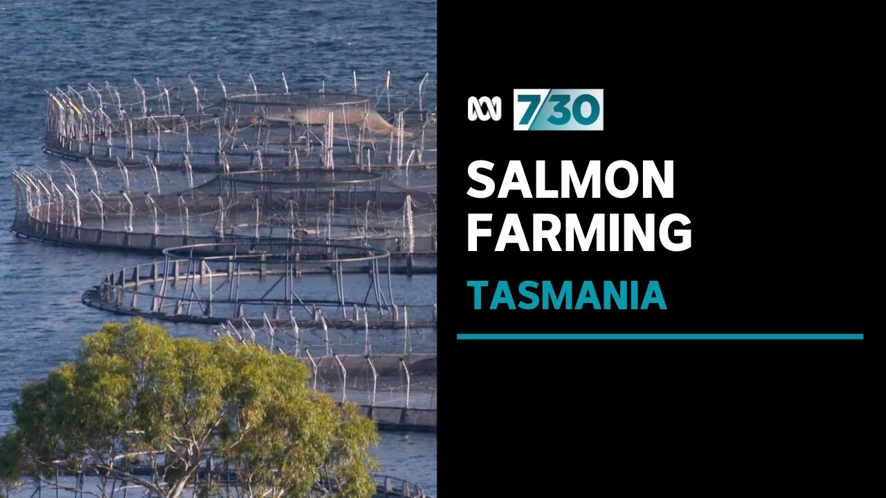 Some Tasmanians concerned about salmon industry expansion | 7.30