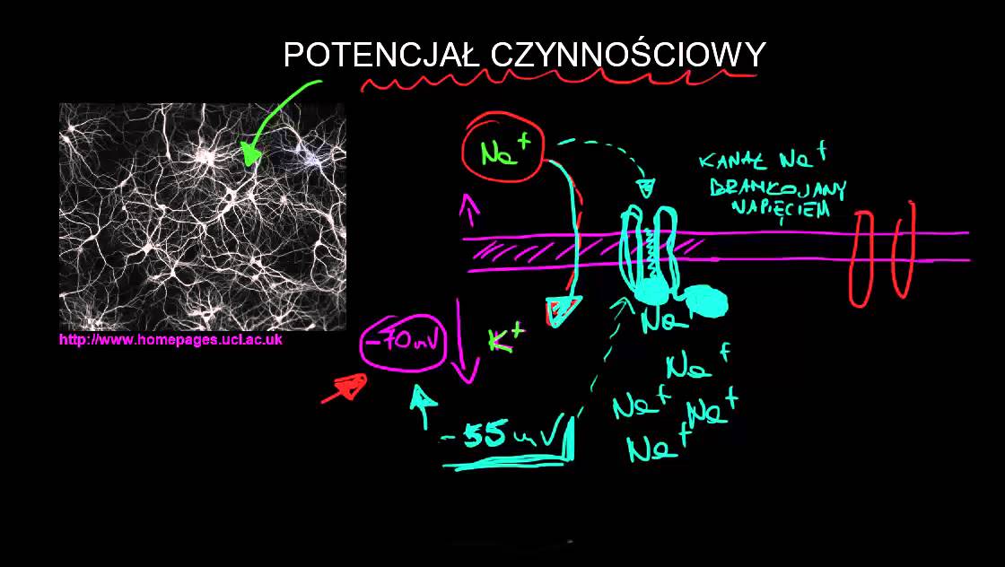Potencjał czynnościowy