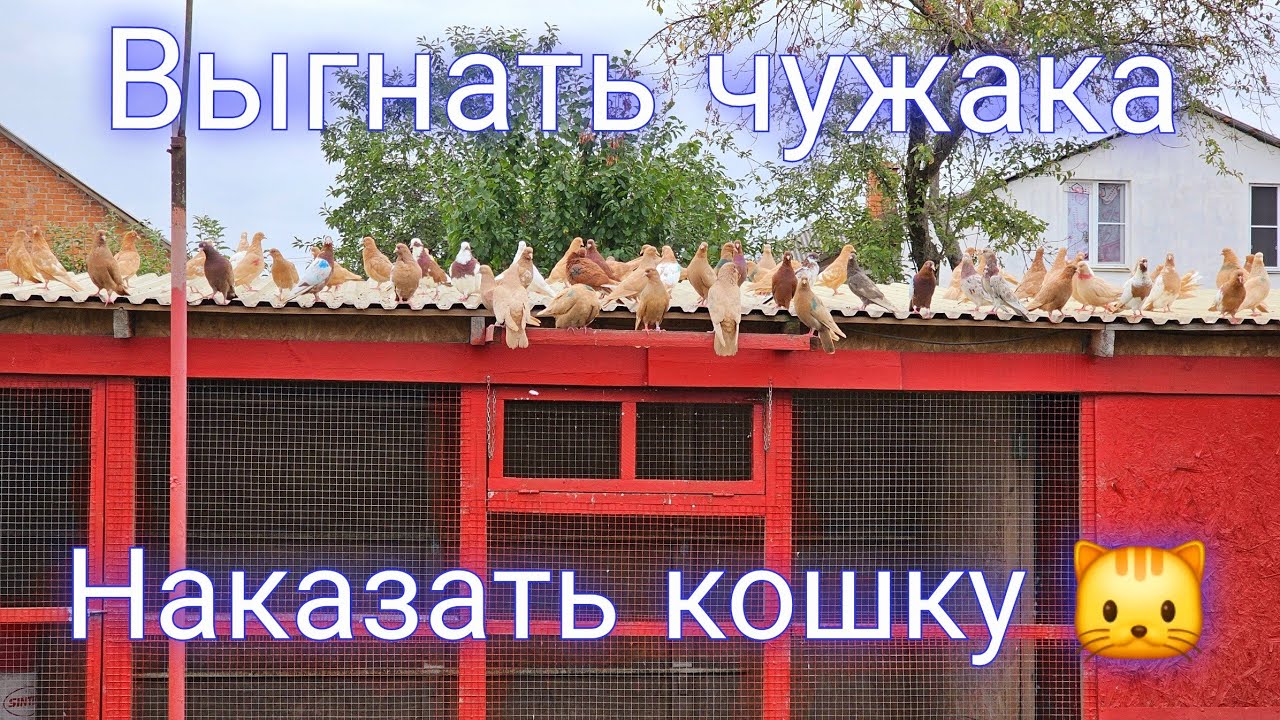 Голуби  чужак и кошка 🐱
