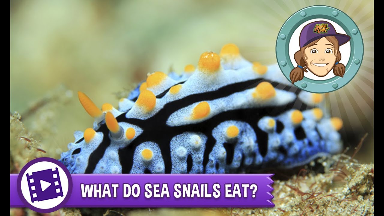 Ask Tierney - What do sea snails eat?