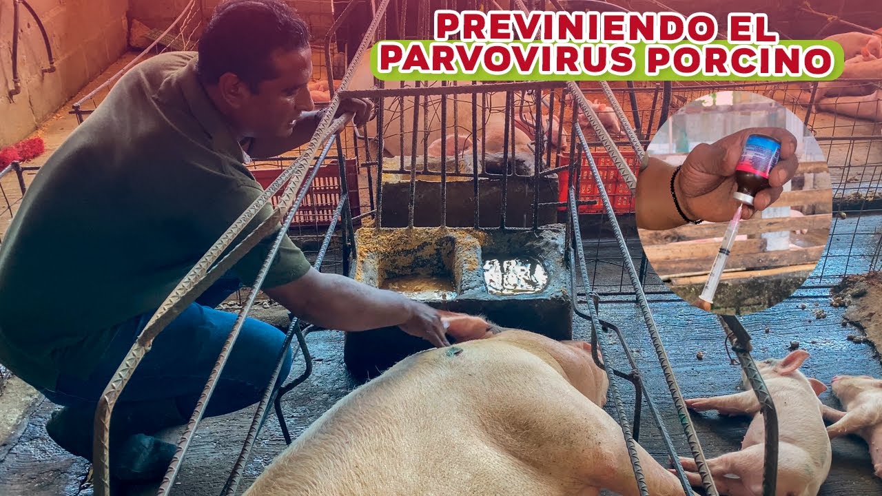 Así puedes prevenir el parvovirus porcino en tus cerdas | Granja San Lucas
