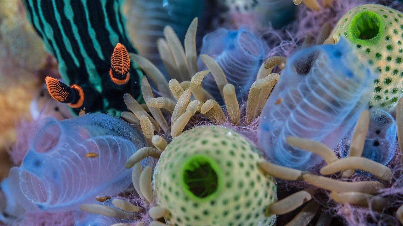 KOMODO DIVING 2019 | Episode 7 (August 23-31st)