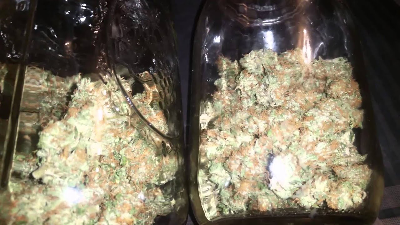 Mendo purple kush dry weight