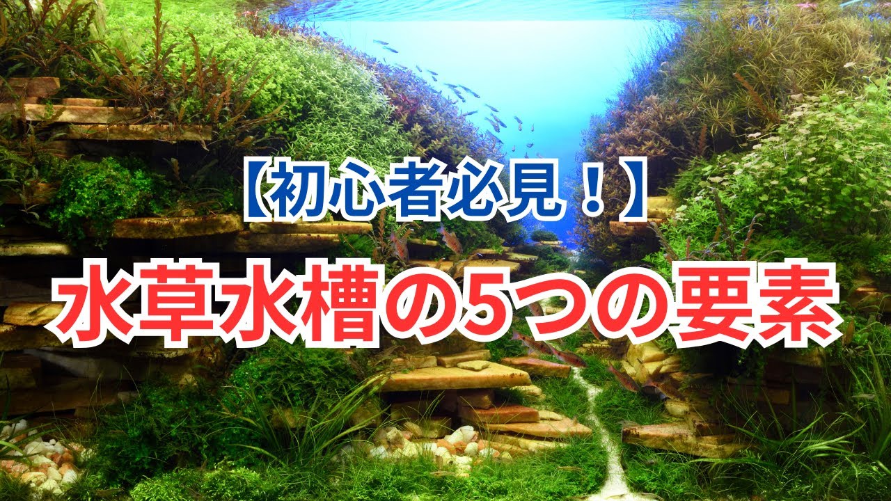 【初心者必見！】水草水槽のバランスの基礎についてお話します
