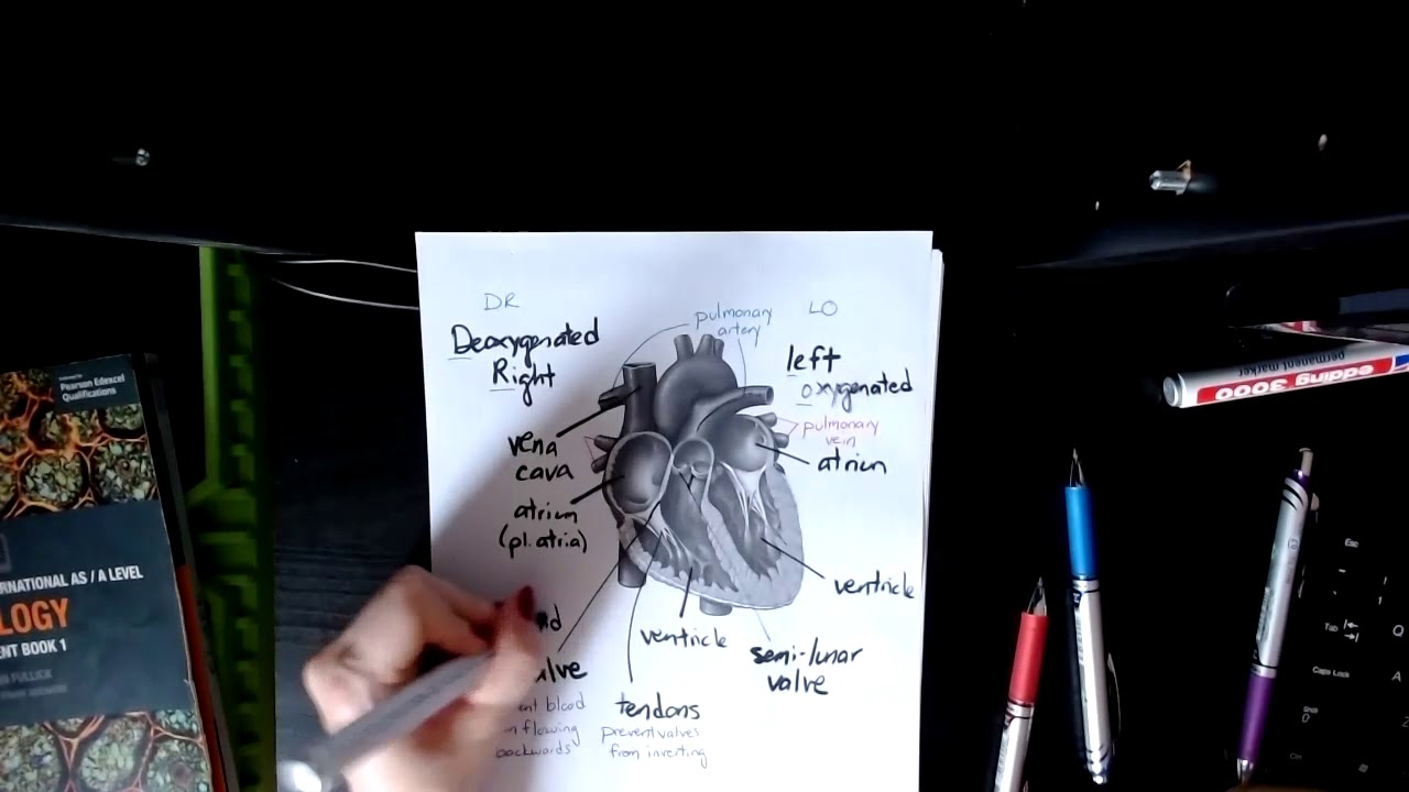 Heart structure