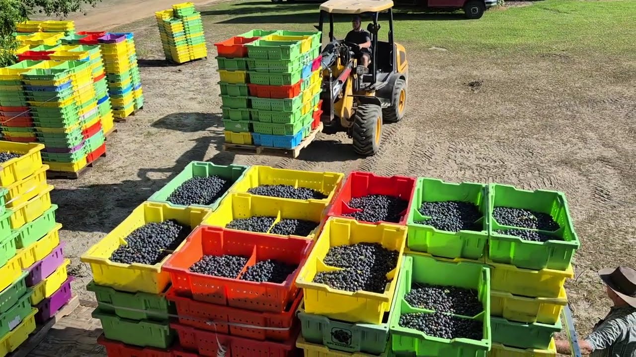 Blueberry Harvest | How we Pick Blueberries on the Farm