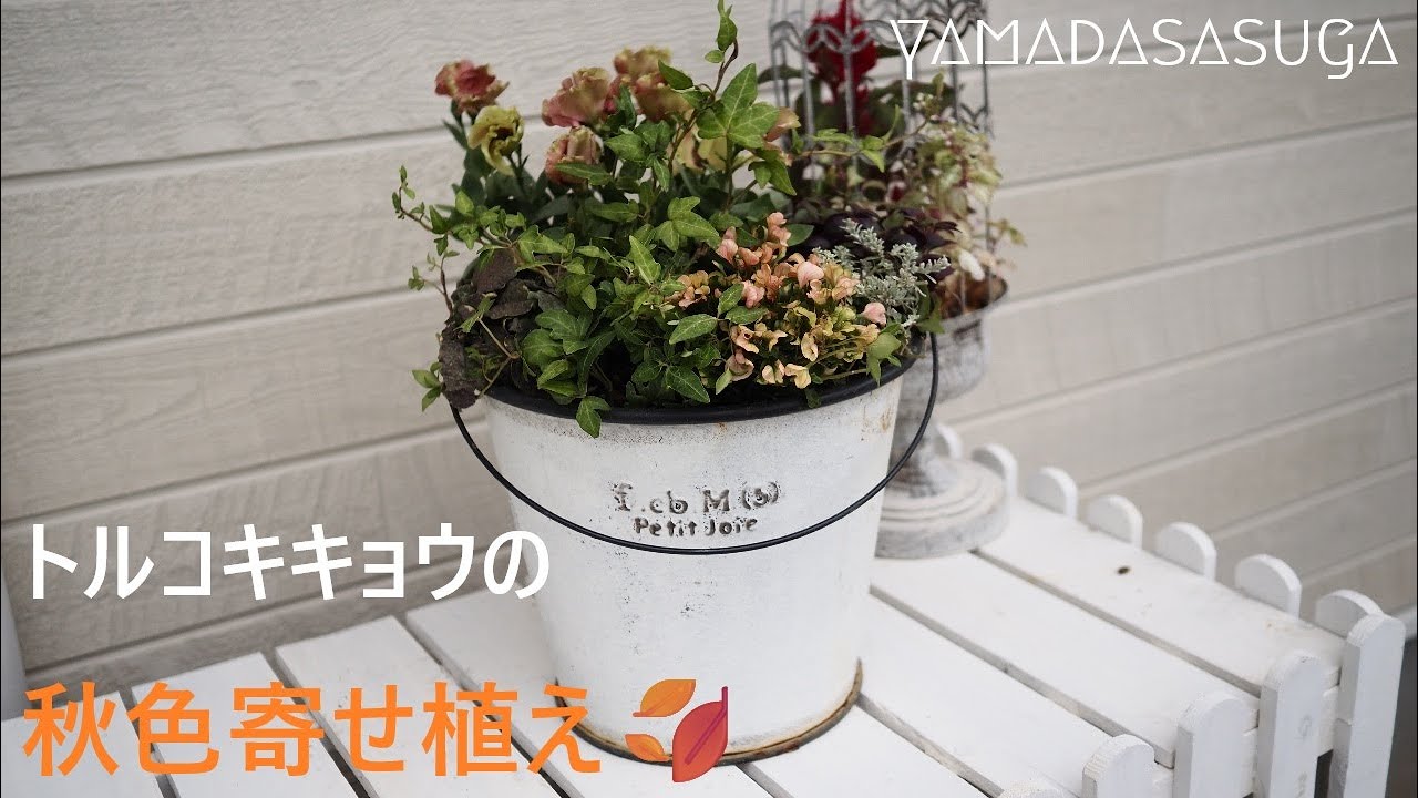 トルコキキョウの秋色寄せ植え🍂