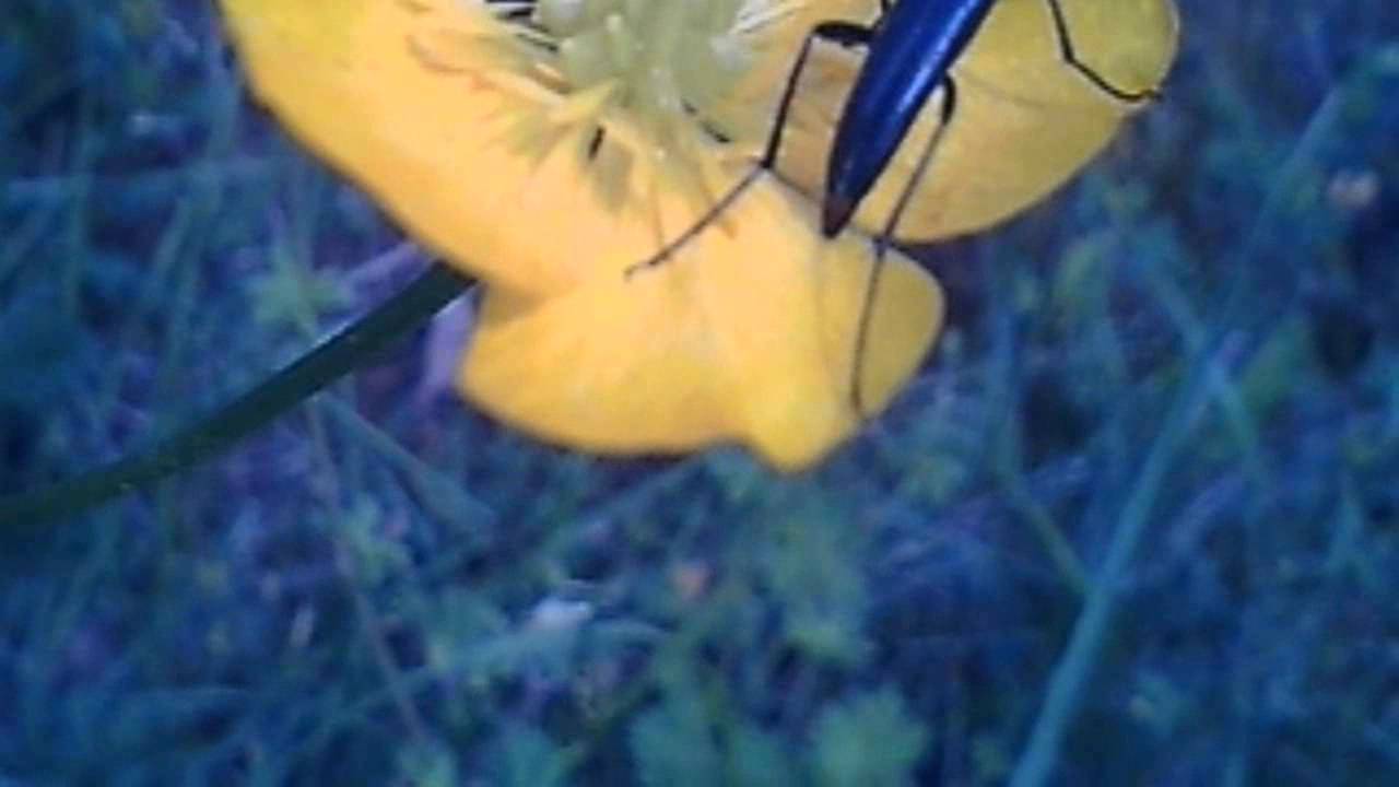 Longhaired check Horn Bock (Agapanthia intermedia)