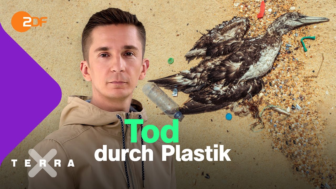So sterben Tiere an unserem Plastikm&uuml;ll | Terra X plus