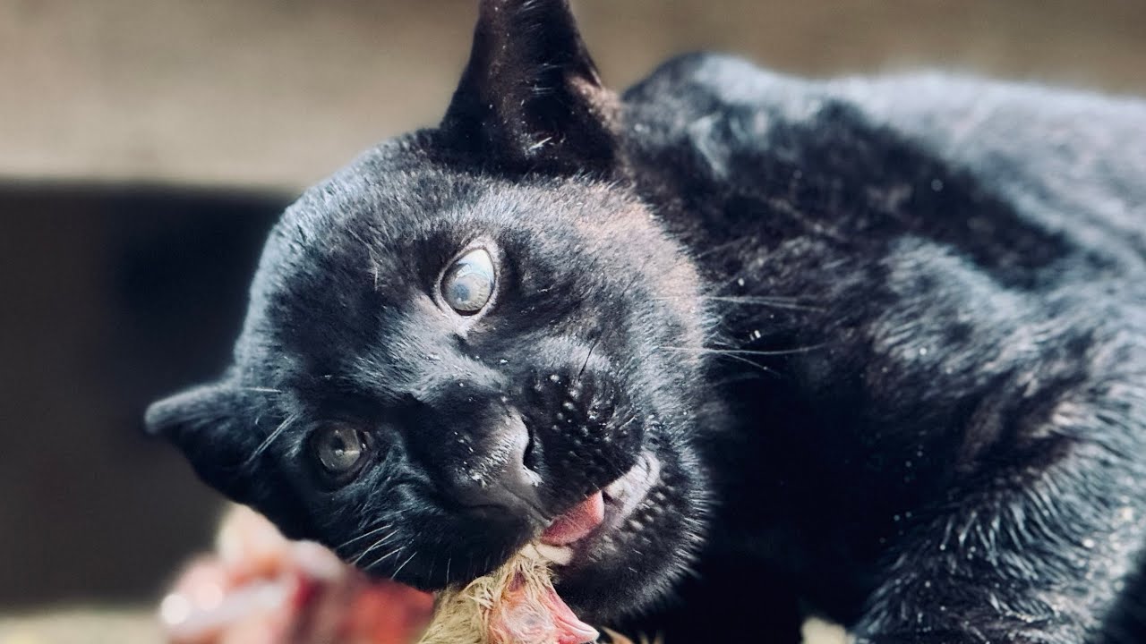 Komentované krmení jaguárů (Zoo Zlín)