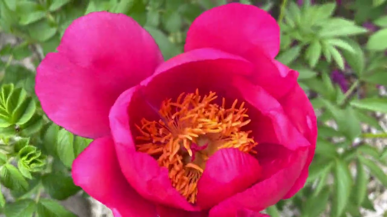 Peonie🌸🌸🌸czyli piwonie